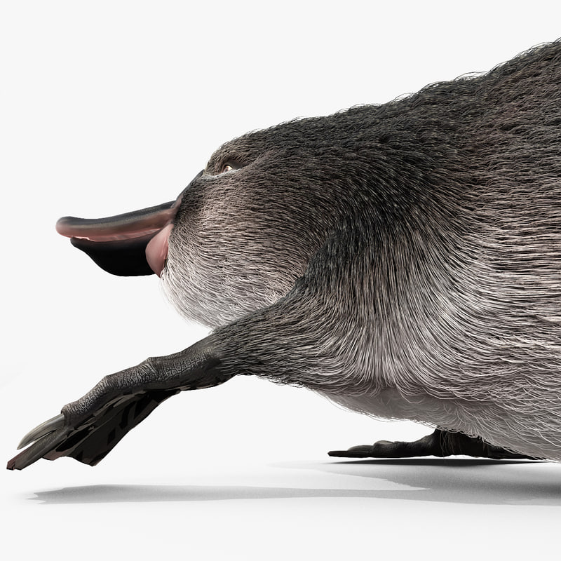 platypus fur pose 2 3d max