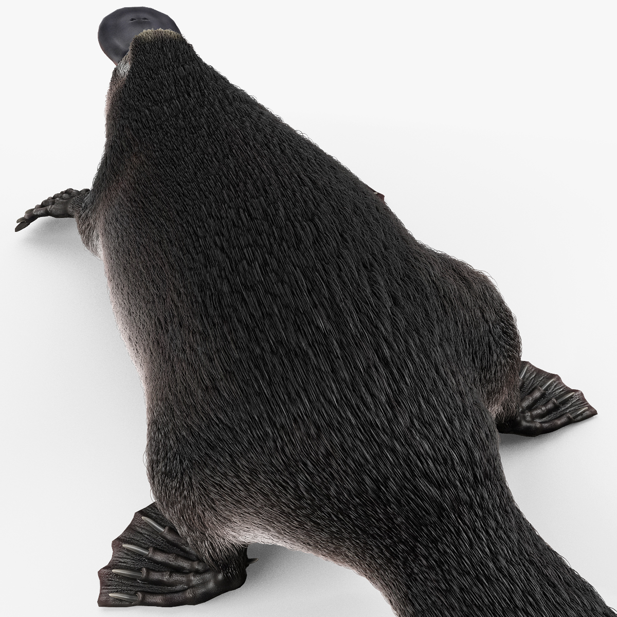 platypus fur pose 2 3d max