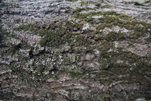 birch bark bark texture