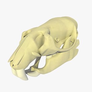 rat skull animations 3d model
