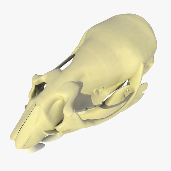 Rat Skull Animations 3d Model