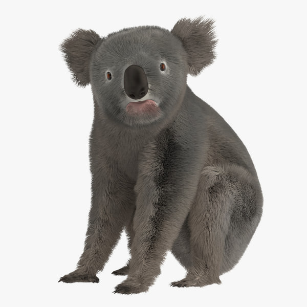 3d phascolarctos koala bear.