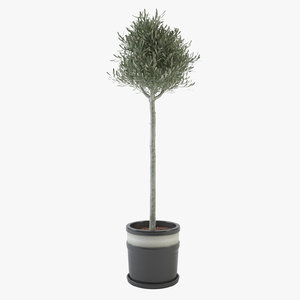 3d max ornamental young olive tree