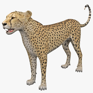 3d cheetah 2