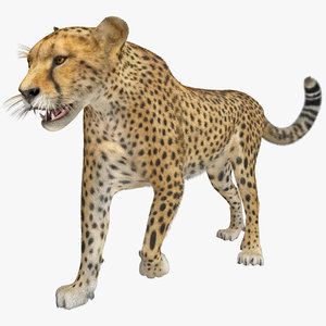 cheetah 2 pose 1 3d model