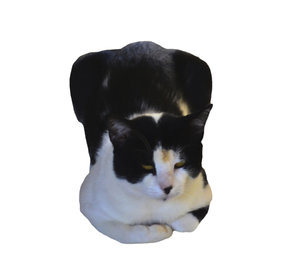 cat 2