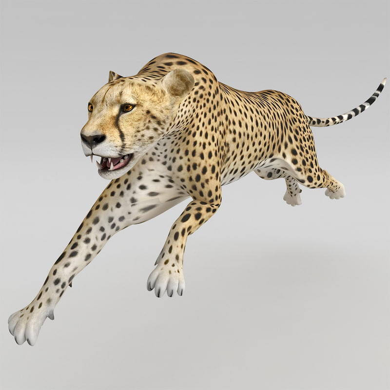 cheetah 3d