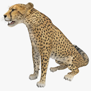 cheetah 2 pose 3 3d max