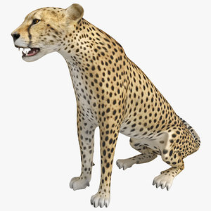 cheetah pose ds