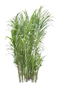 Sugar Cane, Saccharum Oficinarum