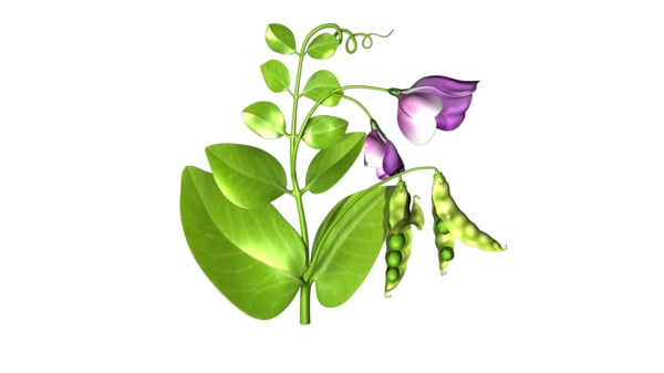 3d model pea pod flower