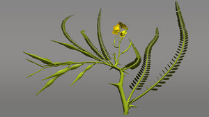parkinsonia flowering fabaceae 3d model