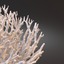 3d white coral model