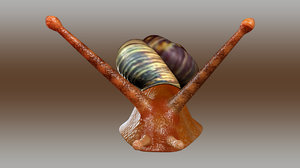 snail animal 3d model