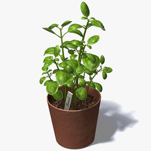 3d basil plant model