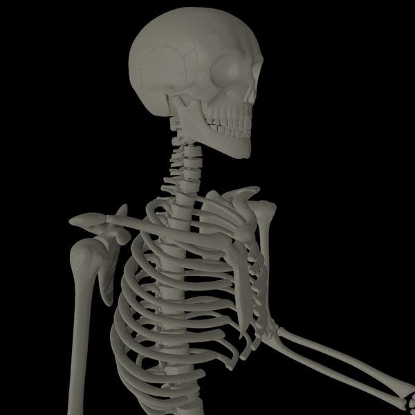3d skeleton model blender download