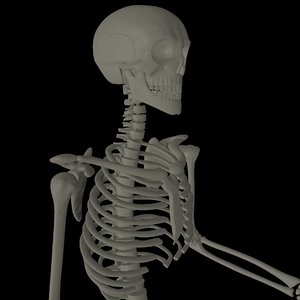 maya human skeleton