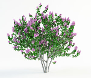 flowering lilac bush 3d model