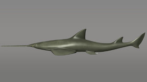 sawfishes sharks 3d model