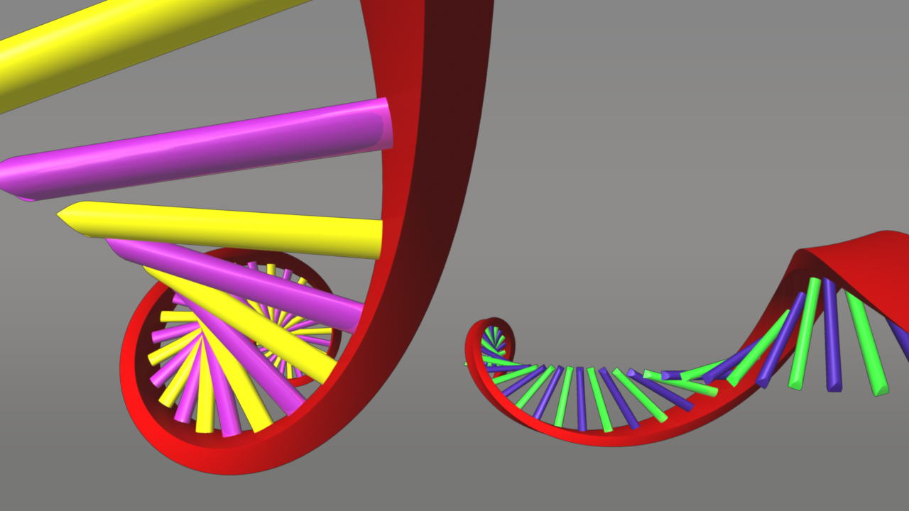 protein synthesis 3d model