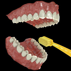 3d human teeth model