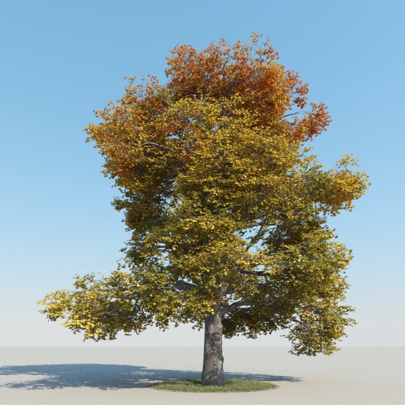 3d realistic maple tree autumn model