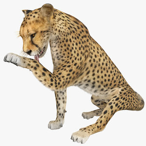 cheetah 2 pose 5 max
