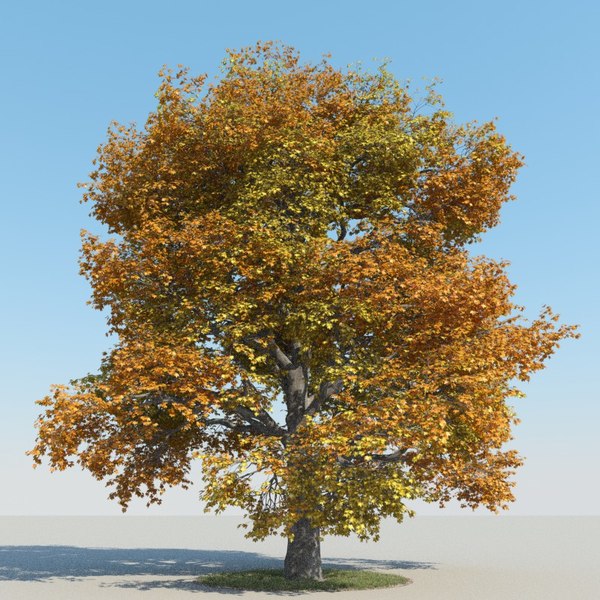 obj realistic maple tree autumn