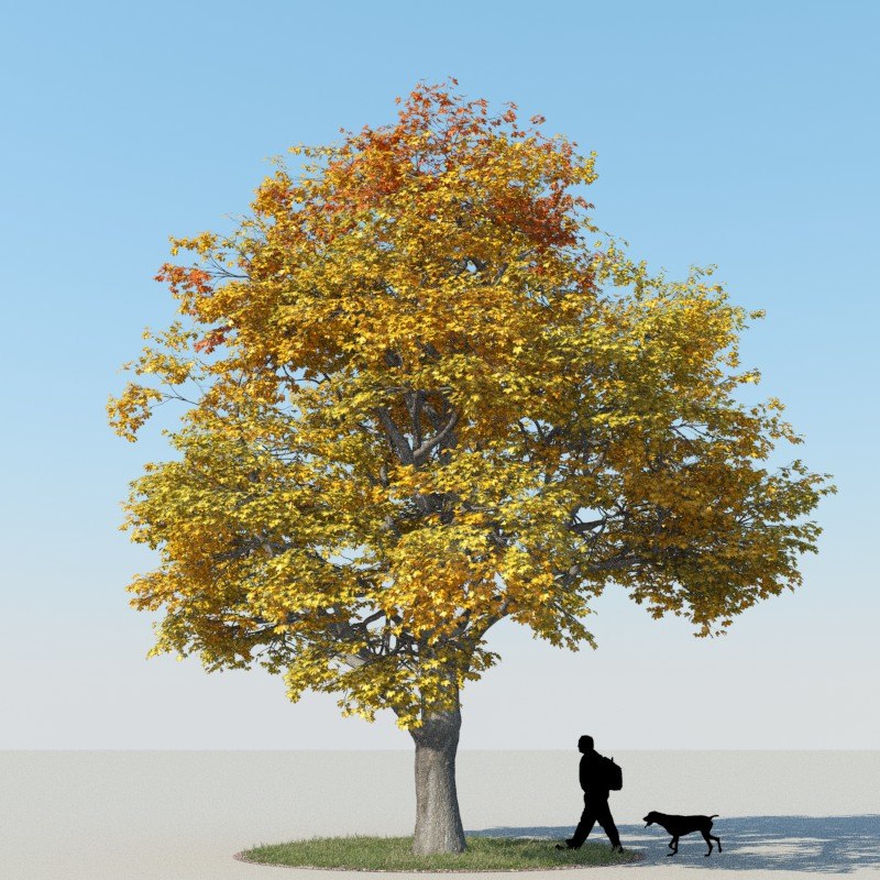 realistic maple tree autumn 3d model