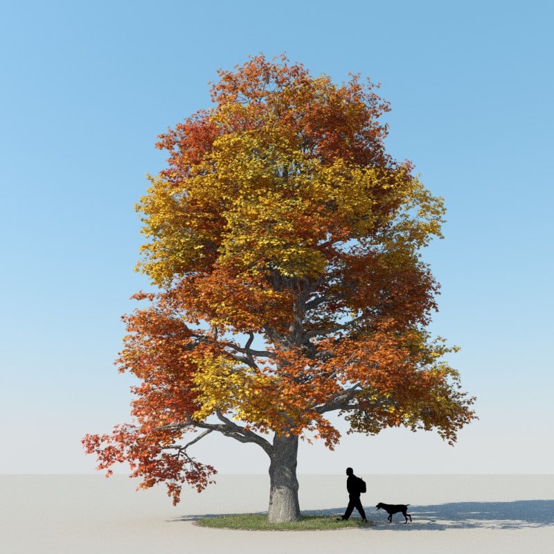 x realistic maple tree autumn