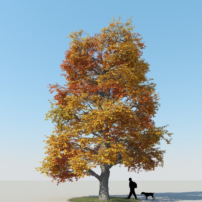 Realistic Maple Tree Autumn 3d Model