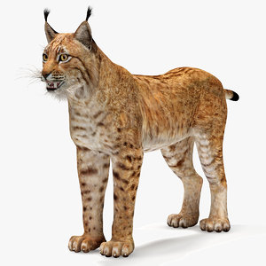 max lynx eurasian