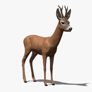 roe-deer-buck antlers c4d