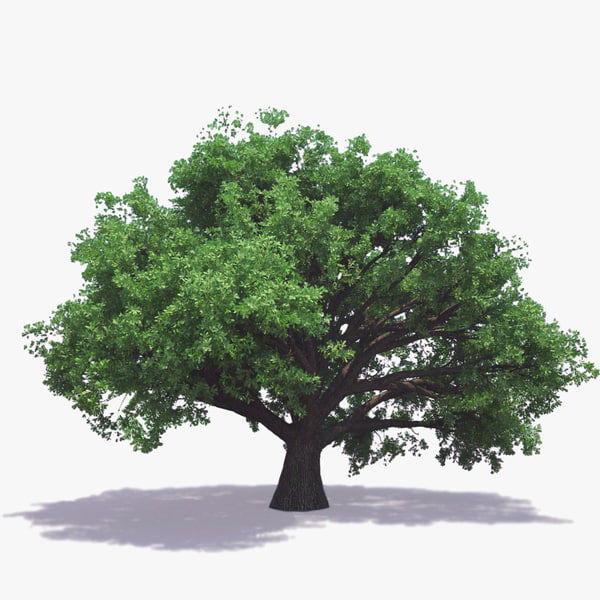 3ds max english oak tree