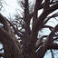 3ds max english oak tree