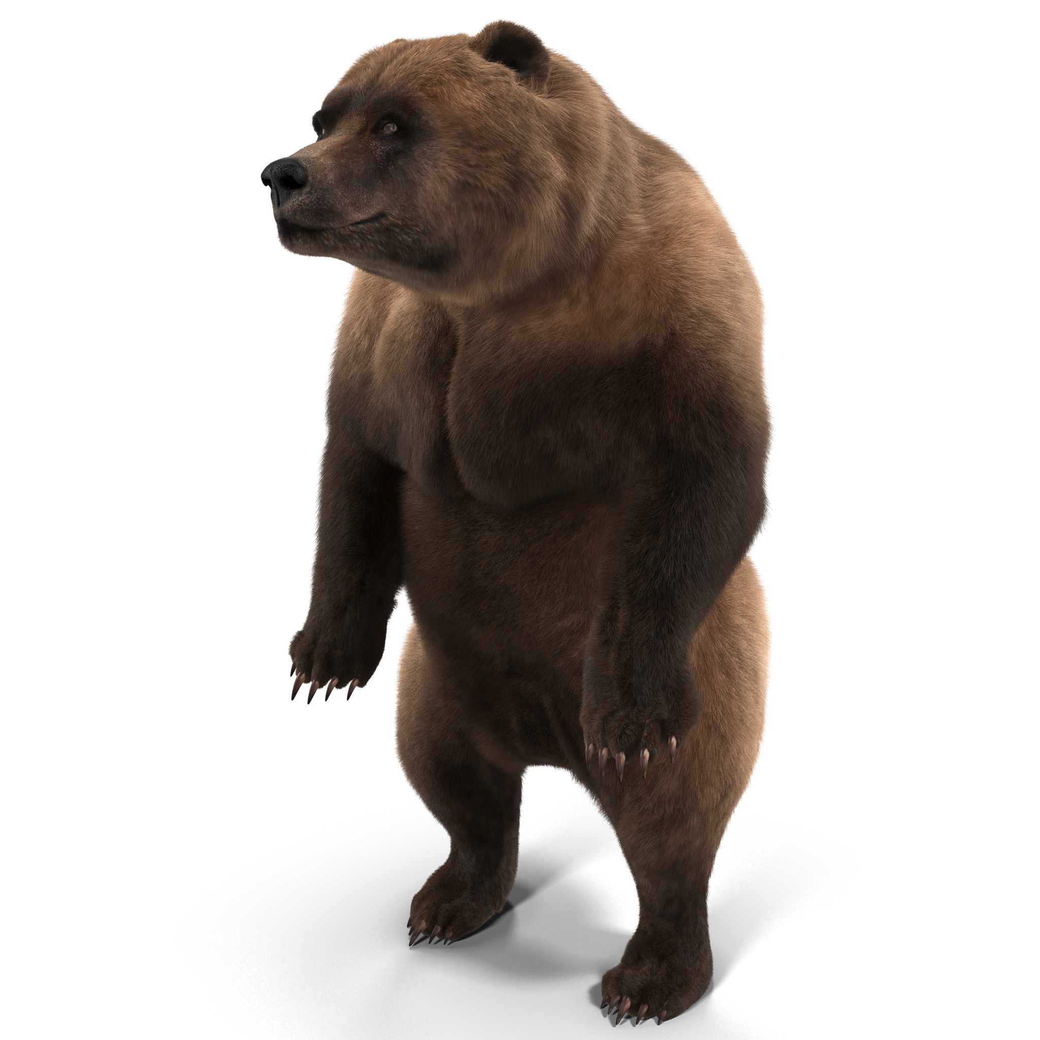 3d model of grizzly bear pose 3