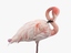 3d model flamingo pink white