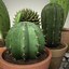 c4d cactus vrayfor planter