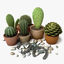 c4d cactus vrayfor planter