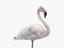 3d model flamingo pink white