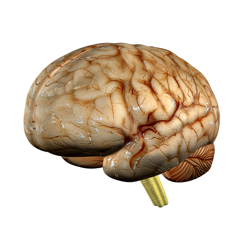 人脑3d模型