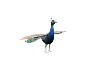 3d ma peacock
