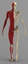 precise human skeleton muscles 3d model