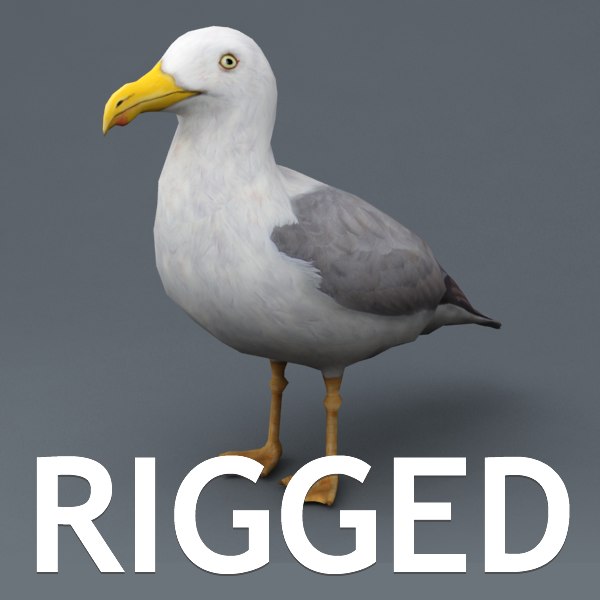 rigged seagull  3d  max