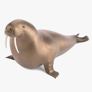3d model walrus odobenus rosmarus