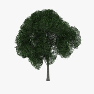 white oak tree 3d model