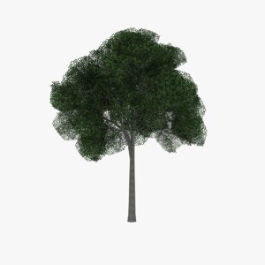 white oak tree 3d 3ds