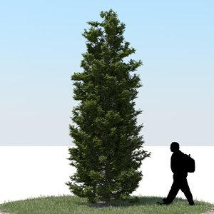 3d realistic thuja tree