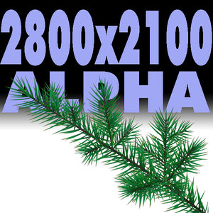 Branch of pine-tree.