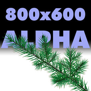 a branch of tree is a pine-tree